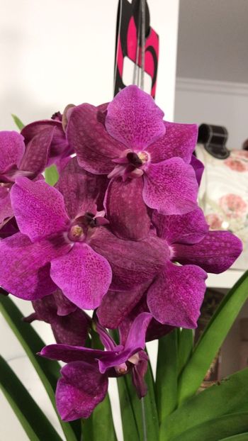 3296238F-E28F-4850-8ABB-048CA038CDF0 - Orhidee Vanda