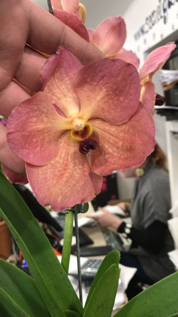 A49089C3-EC2B-41EA-B95A-61C4B1D9E667 - Orhidee Vanda