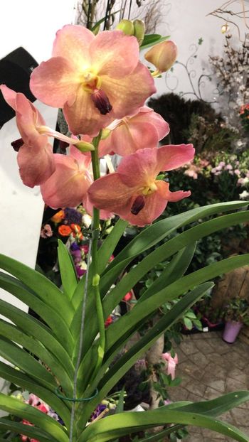 2E2392E7-9269-4AB0-9158-AF6DCB605EDB - Orhidee Vanda