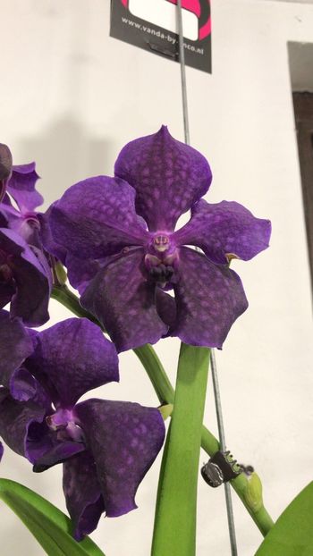 2B6415F8-FA16-4E9D-B800-5C34B794CD0C - Orhidee Vanda