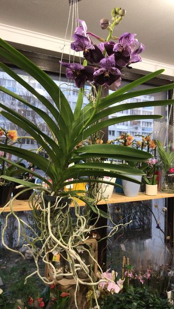 72FEF54E-D8CF-4B46-83DF-43D6F919CECF - Orhidee Vanda