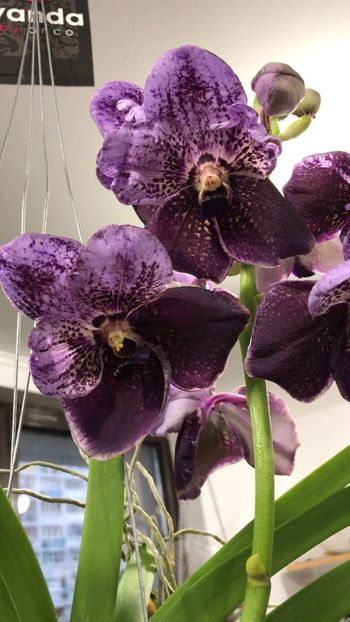 A441258F-4883-49A9-8370-612C517B6F88 - Orhidee Vanda