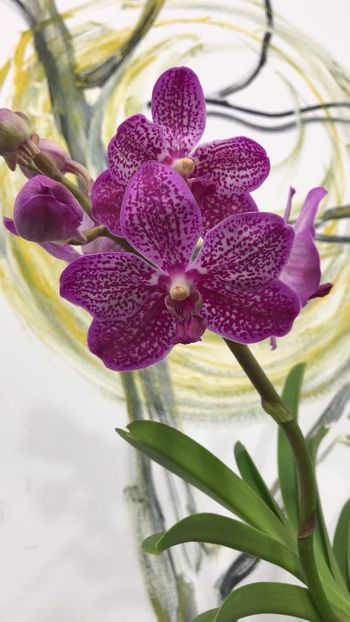 0840E8E2-0081-4261-83E6-DA60D061AE87 - Orhidee Vanda