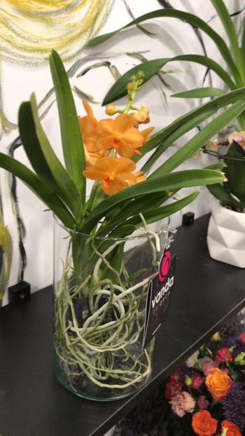 C7C1CE0B-5F42-4CE4-8D1F-FE57118F9D69 - Orhidee Vanda