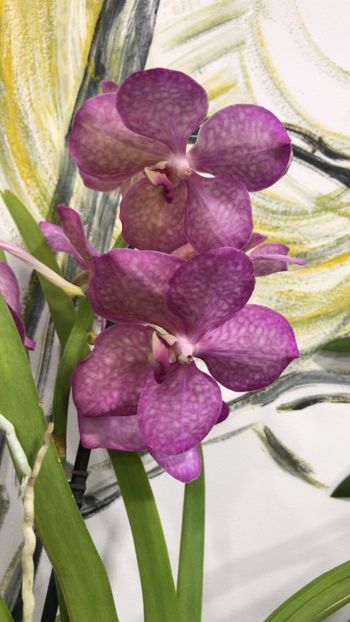 37C0FA78-C2A6-4B26-A8D5-8111F1DB7BCA - Orhidee Vanda