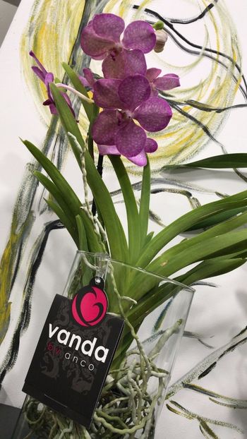 28BA0B45-0002-4EE3-A574-2AFE796EFDCF - Orhidee Vanda