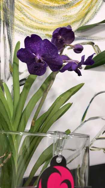 E953E971-3530-42CC-8B54-12F243958D28 - Orhidee Vanda