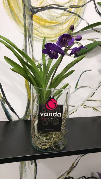 792170D4-F2E8-4019-931A-585D8AC9F1A2 - Orhidee Vanda