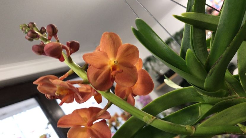 6BB49EA3-D5D7-498C-AB81-B273836BD64B - Orhidee Vanda