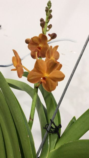 3A005E68-4936-4FB1-8A73-7A1A8E35B470 - Orhidee Vanda