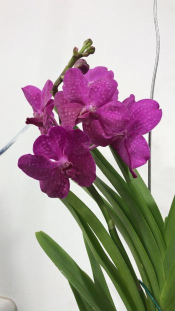 21CC36F1-8366-48C3-A8D5-816259350406 - Orhidee Vanda