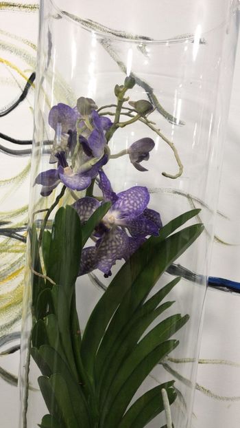 6D716549-3105-4375-A392-2ACD3F64E140 - Orhidee Vanda