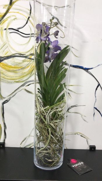 5722105A-897D-4AD2-88DA-91EA89CD2865 - Orhidee Vanda