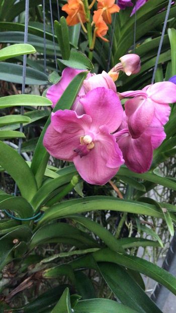 35329952-246E-4508-8711-BB2A8EAAAE73 - Orhidee Vanda