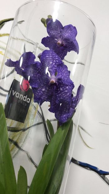 6A93A227-1E10-49BA-9D55-DB6A9BBAF2FC - Orhidee Vanda