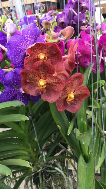 130AE14C-77C9-45A0-B20C-F5CCDE3A1835 - Orhidee Vanda