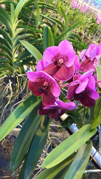 77BCF1BE-5054-46EC-ABEE-DDAA59F0673E - Orhidee Vanda