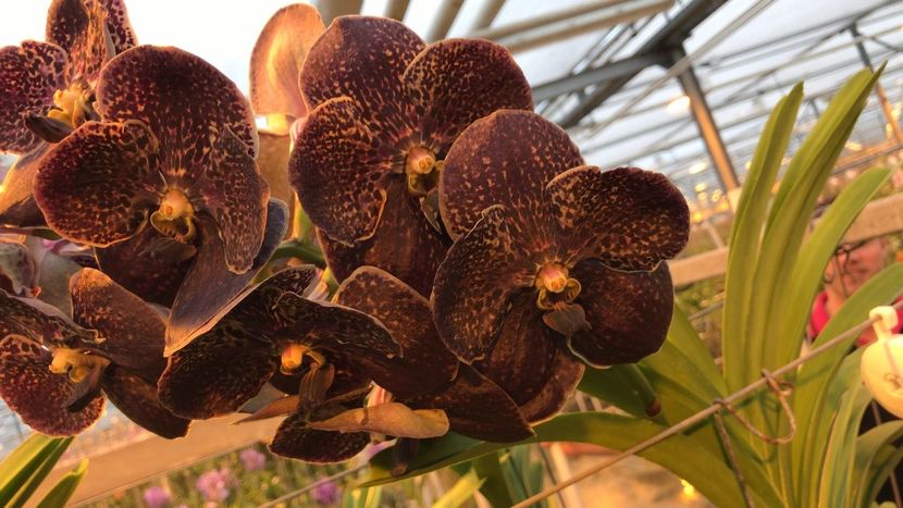 834AD3DD-2816-410C-9382-966CF1AE33BA - Orhidee Vanda