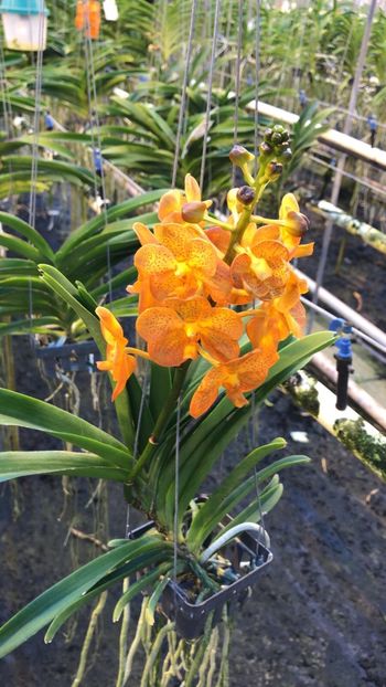 B5E69AFC-FD48-40D7-9CE0-B6391941AF51 - Orhidee Vanda