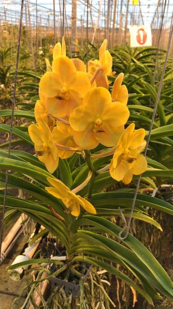 BC2B946A-FFBC-469E-BD09-B57B55C8B06A - Orhidee Vanda