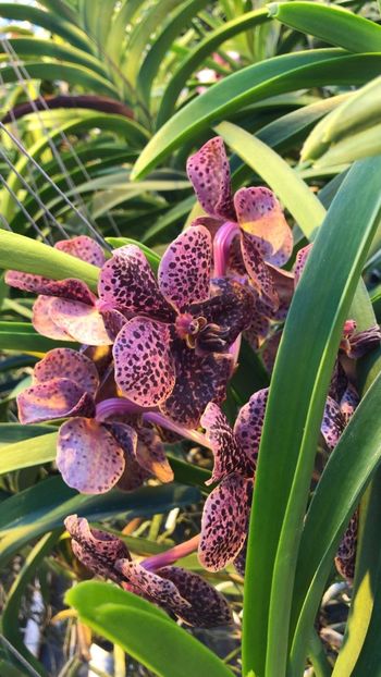 7C85B305-5E75-40FF-8AAB-04E4F077C09E - Orhidee Vanda