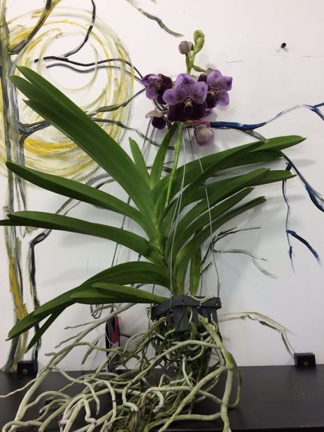 133024C5-1C06-418C-A3FC-13308702B468 - Orhidee Vanda