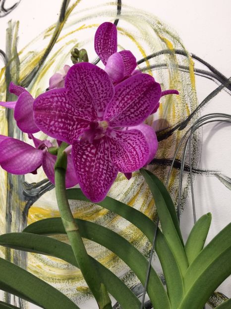 4F376585-A3D0-4743-B22A-D5FA16399752 - Orhidee Vanda