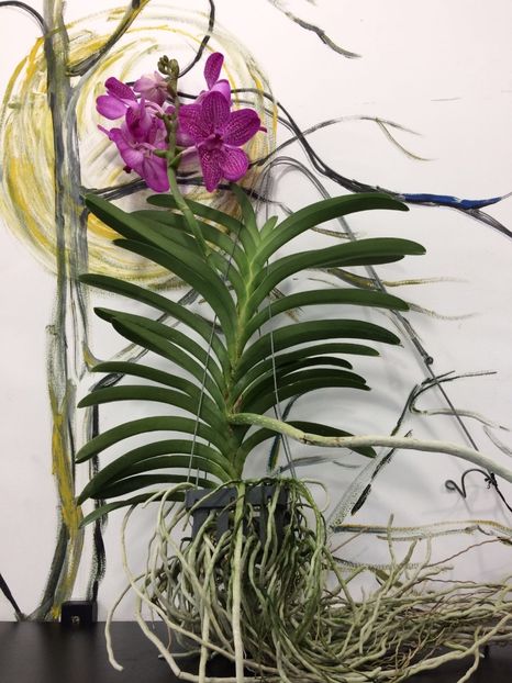 B9E3C53C-FB9E-462E-890C-B8827A5BAC00 - Orhidee Vanda