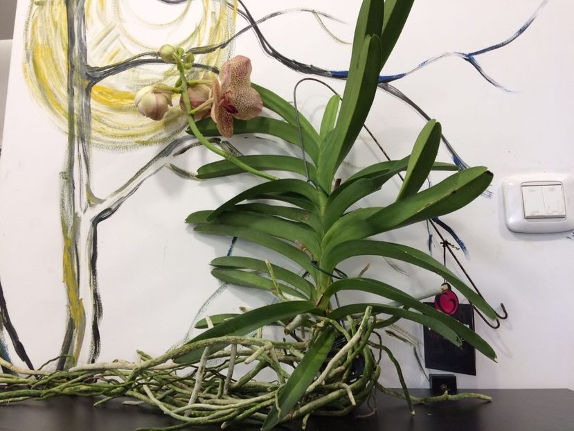 27096FB8-0CF9-457C-86CA-07004A5C102B - Orhidee Vanda