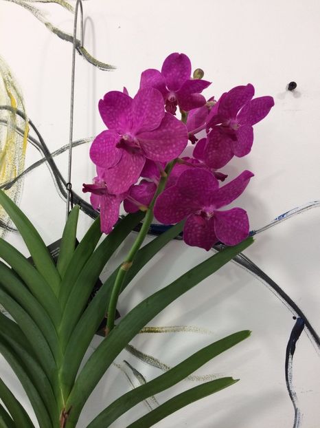 265F2861-A2B4-4B6C-948E-8D7C9CCDC51F - Orhidee Vanda