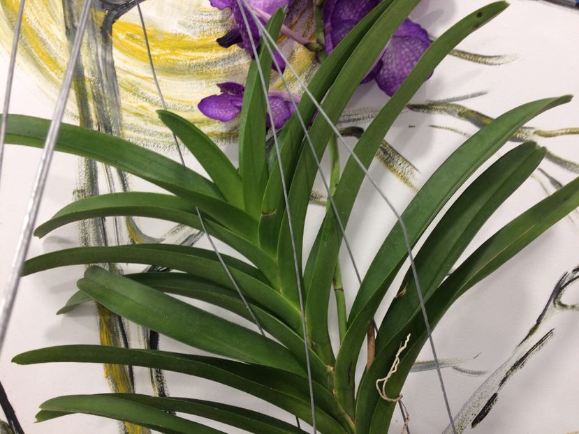 F5257CFF-439B-4BF4-9C04-4801317E6807 - Orhidee Vanda