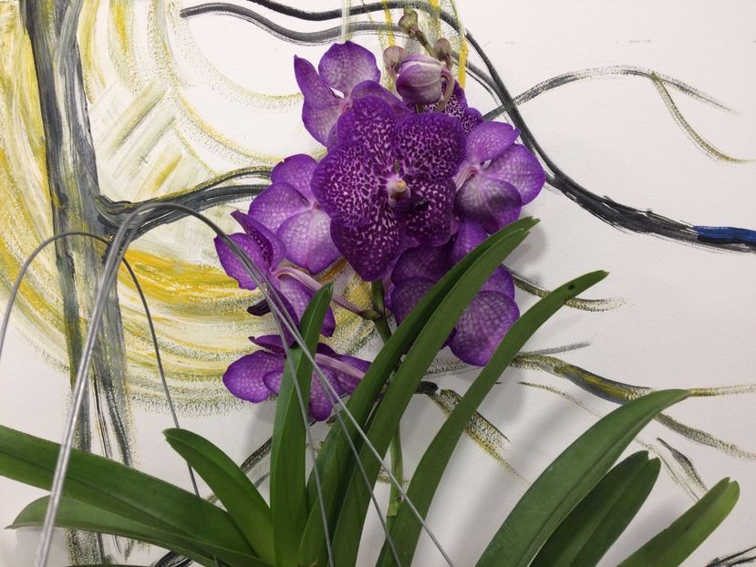 0A8AC133-B95F-4EFE-A9C6-C27DA5878780 - Orhidee Vanda