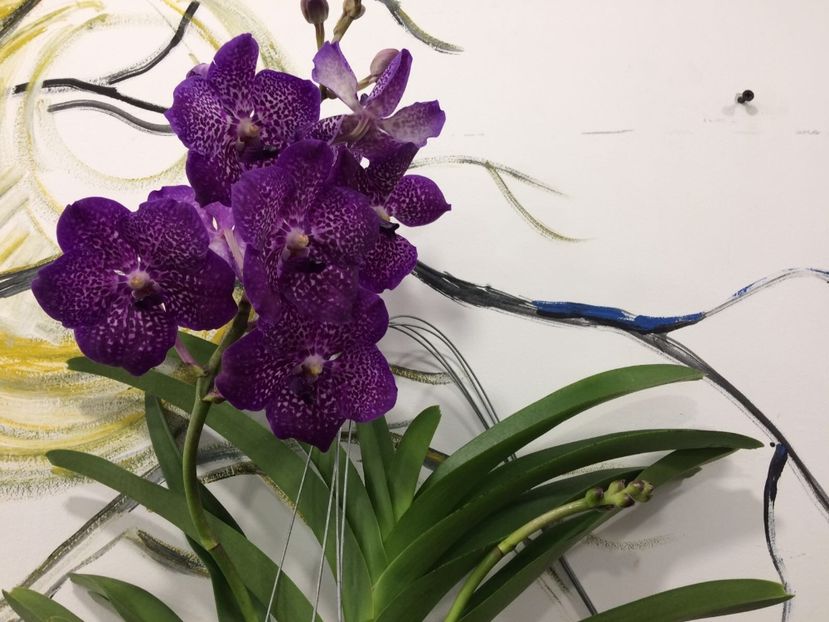 23D319F8-AFEF-4A46-9C50-EA56513F9313 - Orhidee Vanda