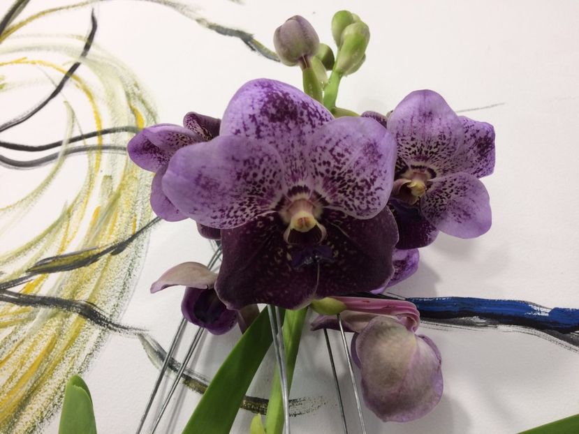 0E94795F-8F31-4E4C-89FD-16D66E39E4BD - Orhidee Vanda