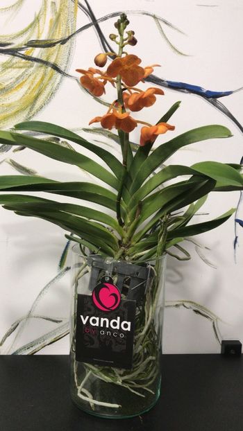 EFCF17A7-E523-48AD-AA47-41062F1D4173 - Orhidee Vanda
