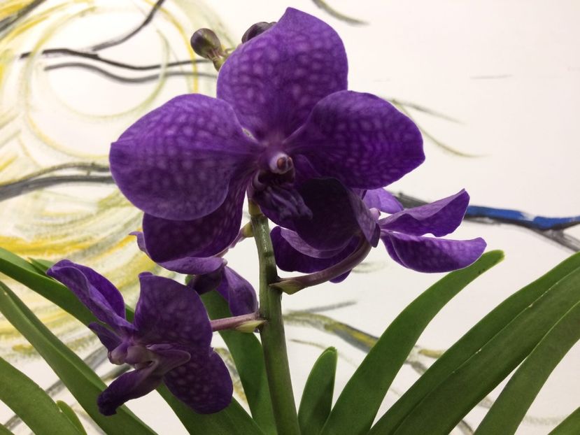 89C2A69C-C218-4337-9217-D0FF0F8ADD28 - Orhidee Vanda