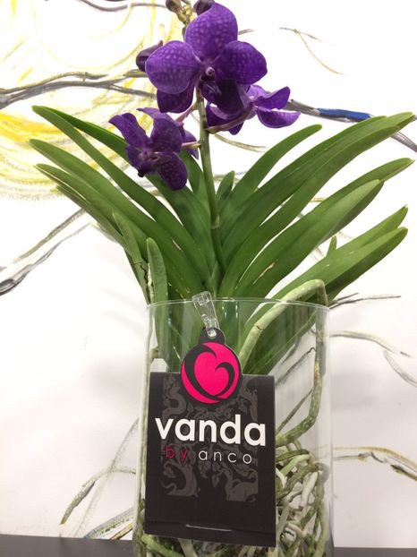 0D77D540-3AD4-43D7-9A77-BE2CC402BAEF - Orhidee Vanda