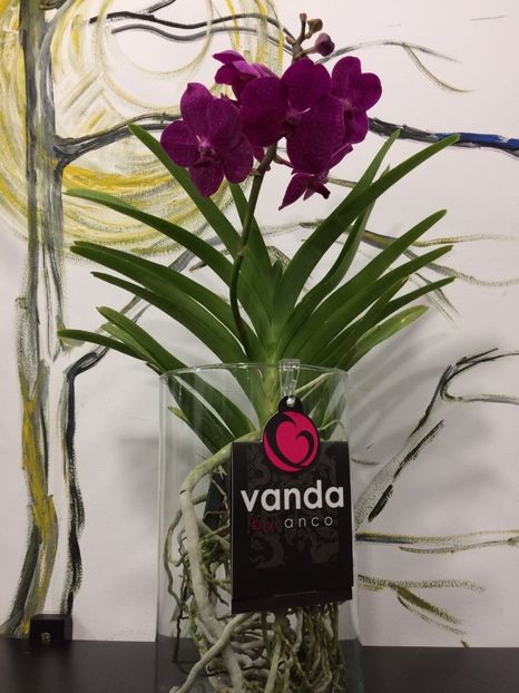 0724D841-D471-422E-90AD-1A96F455F6C2 - Orhidee Vanda