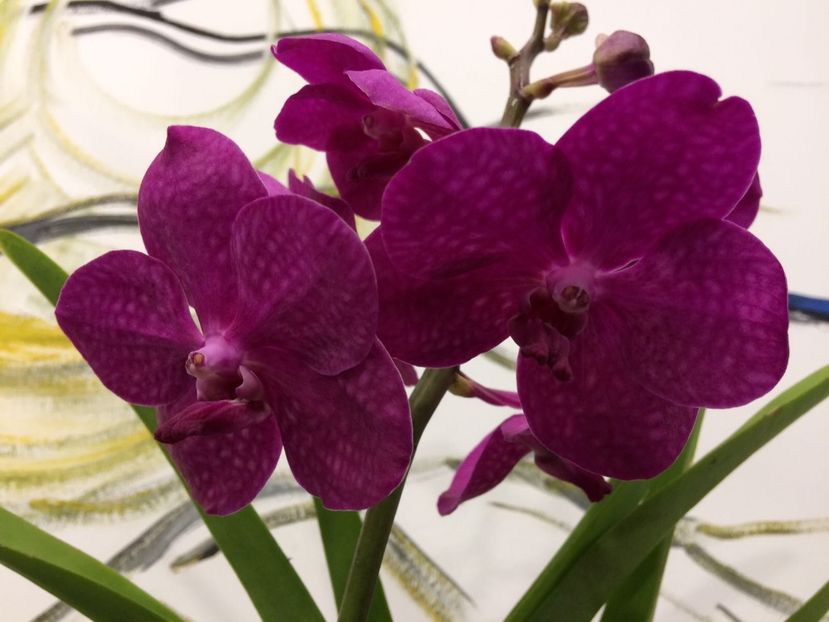 5FB9E6E8-FAA1-41FC-86F2-F064DEF939CD - Orhidee Vanda