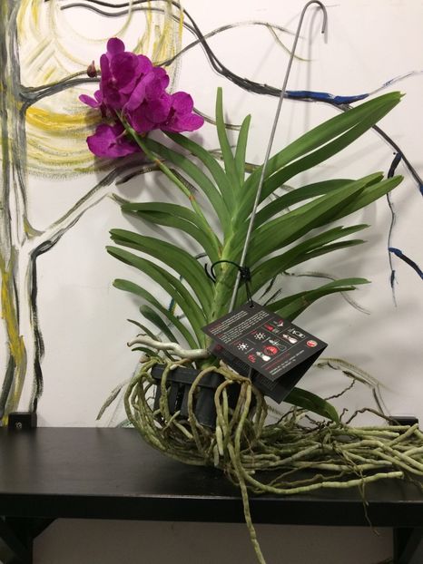 671E5ED5-2830-45BA-A8CA-0640226CC27C - Orhidee Vanda