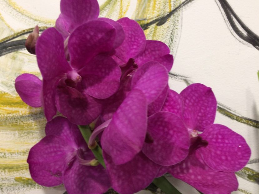 A03505E2-5C7F-4249-984D-9FBC2D13594E - Orhidee Vanda