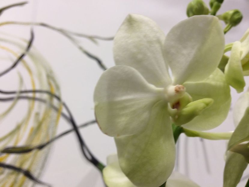 0D3A4C68-C8B9-4D24-9836-4CA04AEAB7F1 - Orhidee Vanda