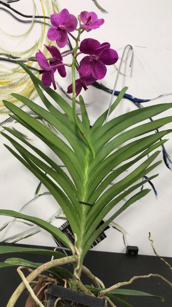 2685CEF2-1595-4F33-9EE7-1A4AC18CA4DD - Orhidee Vanda