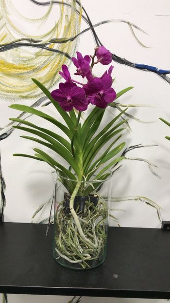 2E21424B-F9C0-4E72-9409-5DB3A24D1CE0 - Orhidee Vanda