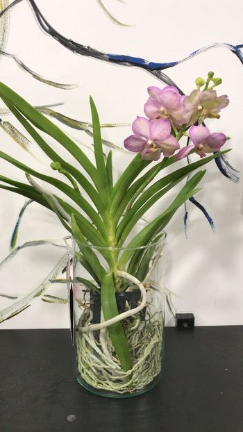 86BDE907-69D9-40FE-AF37-BEC6C80A4768 - Orhidee Vanda