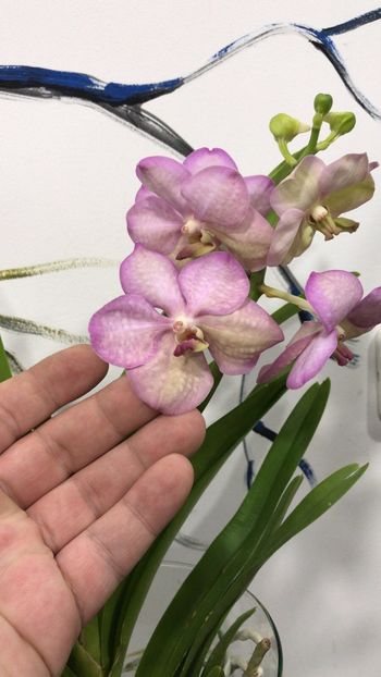 8DEBCE8C-85EE-4AB6-99FA-7F74E8251E77 - Orhidee Vanda