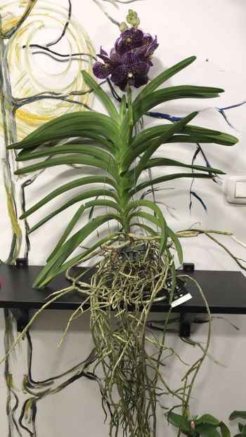 C803CFE1-3E08-473D-B07E-6B0EB5B0A1AC - Orhidee Vanda