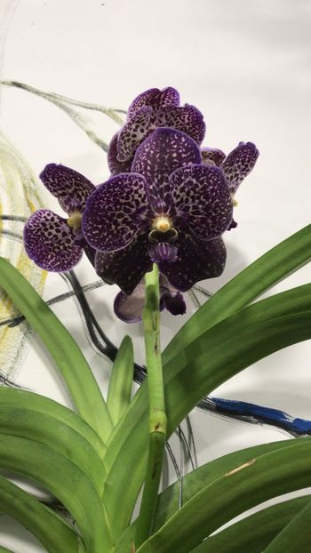 EEC6A364-62B5-43F2-B507-E4D940E02BBF - Orhidee Vanda