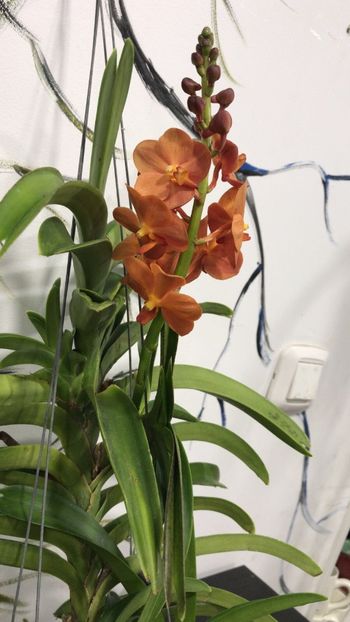 416EBFBA-55AF-4A7F-A38E-9F0B00D7075D - Orhidee Vanda