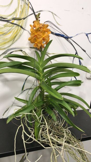 Vanda orange - Orhidee Vanda